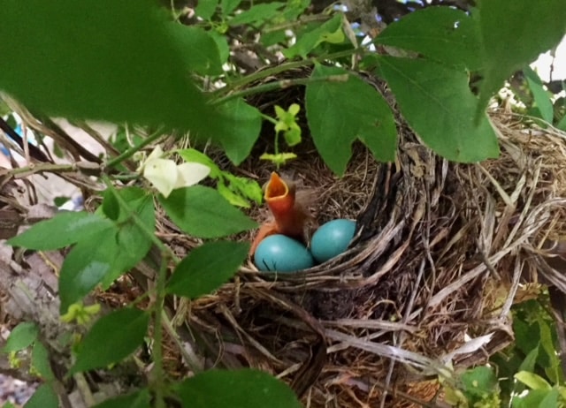 bird in nest